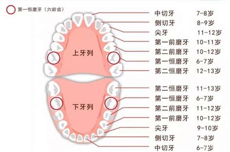 人有多少牙齒|人有多少颗牙齿？